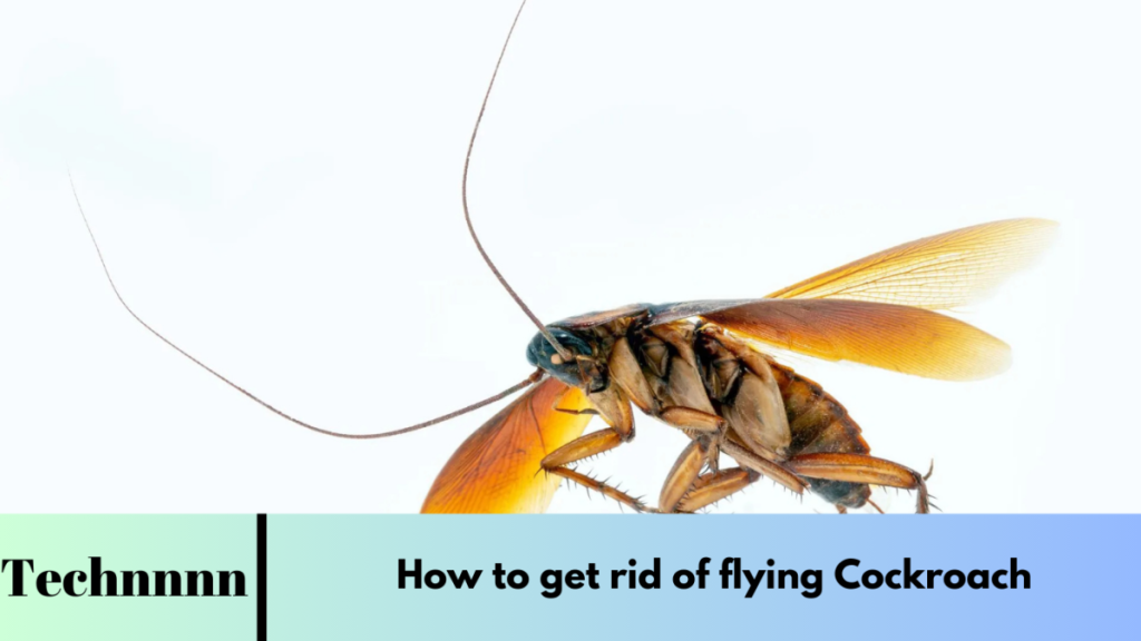 How to get rid of flying Cockroach